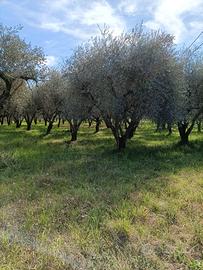 Uliveto nel Comune di San Donato Val di Comino