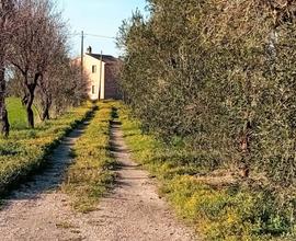 Vendesi azienda agricola