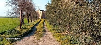 Vendesi azienda agricola