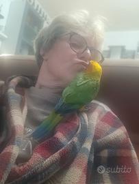 Piccolo di conuro del sole