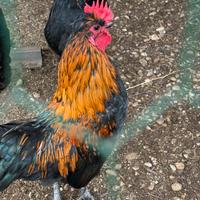 Galli 10 l'uno quasi 1 anno