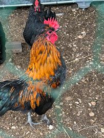 Galli 10 l'uno quasi 1 anno