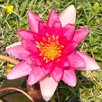 Ninfea rosa - Pianta acquatica per laghetto