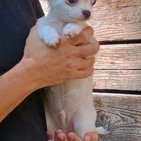Chihuahua pelo lungo maschio