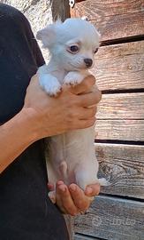 Chihuahua pelo lungo maschio