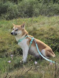 Femmina Shiba Inu 3 anni