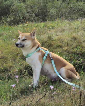 Femmina Shiba Inu 3 anni