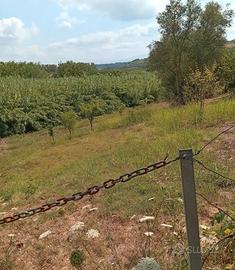 Terreno Agricolo
