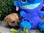 Immagine 6
