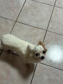Chihuahua bianco di sei anni