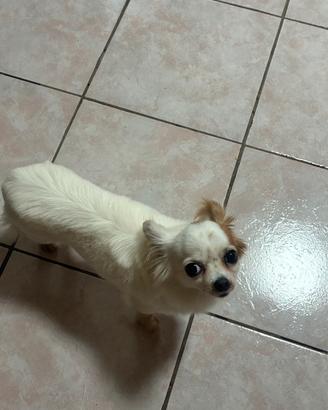 Chihuahua bianco di sei anni