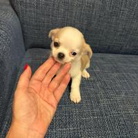 Cuccioli Chihuahua vaccinati