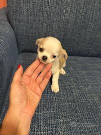 Cuccioli Chihuahua vaccinati