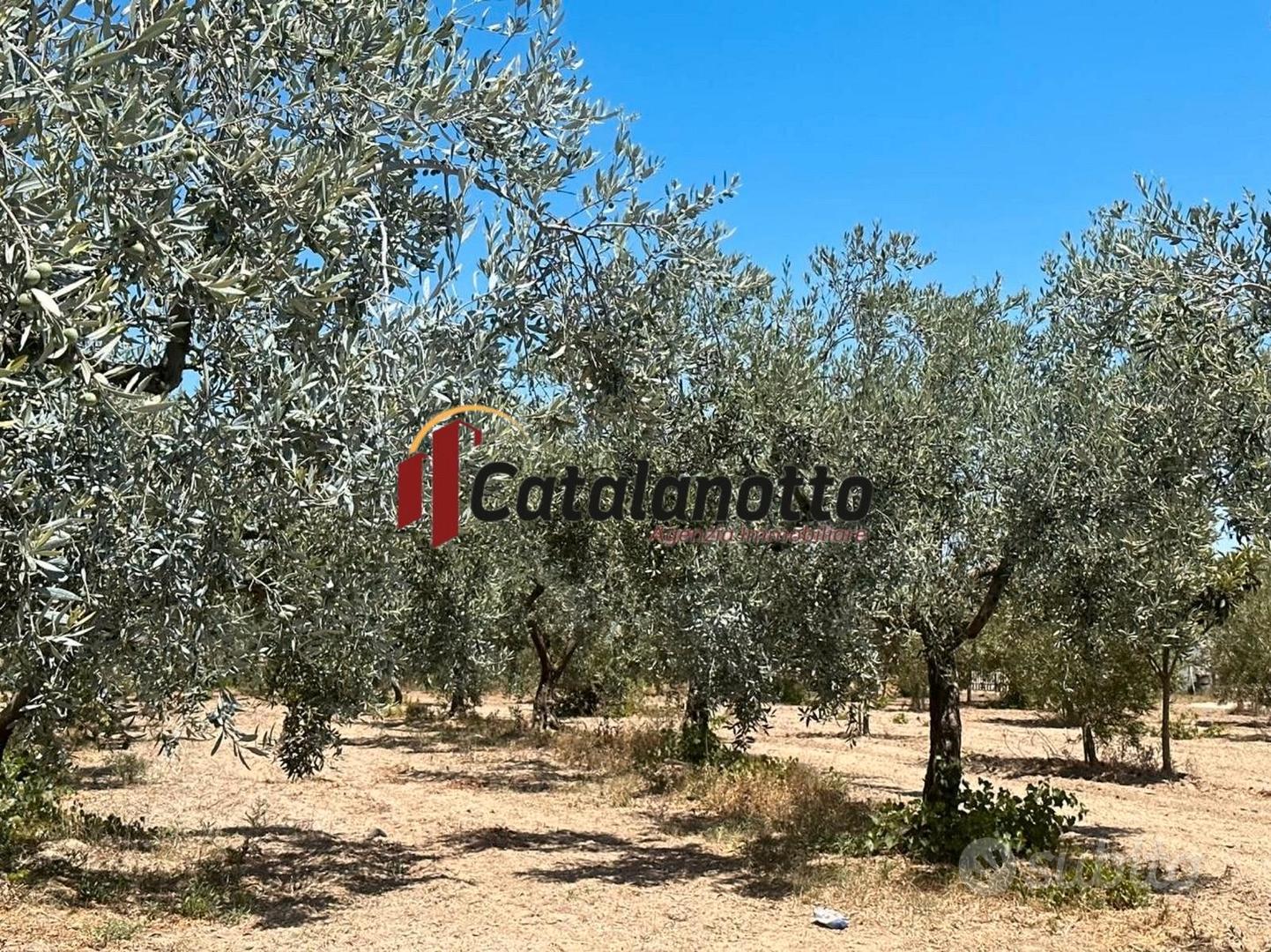 Terreno agricolo con uliveto e magazzino a Castelv - Vista 5