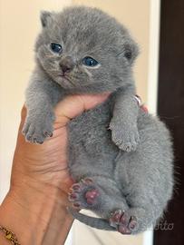 Scottish fold/straight