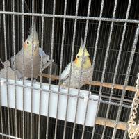 Calopsite allevati a mano