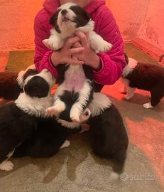 Border collie con pedigree