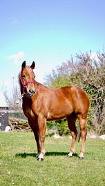 Quarter Horse 2020 - Linee Shining Spark - pronta