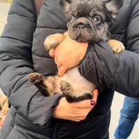 Bulldog francese big rope fluffy