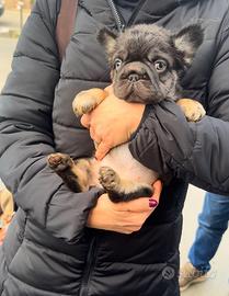 Bulldog francese big rope fluffy