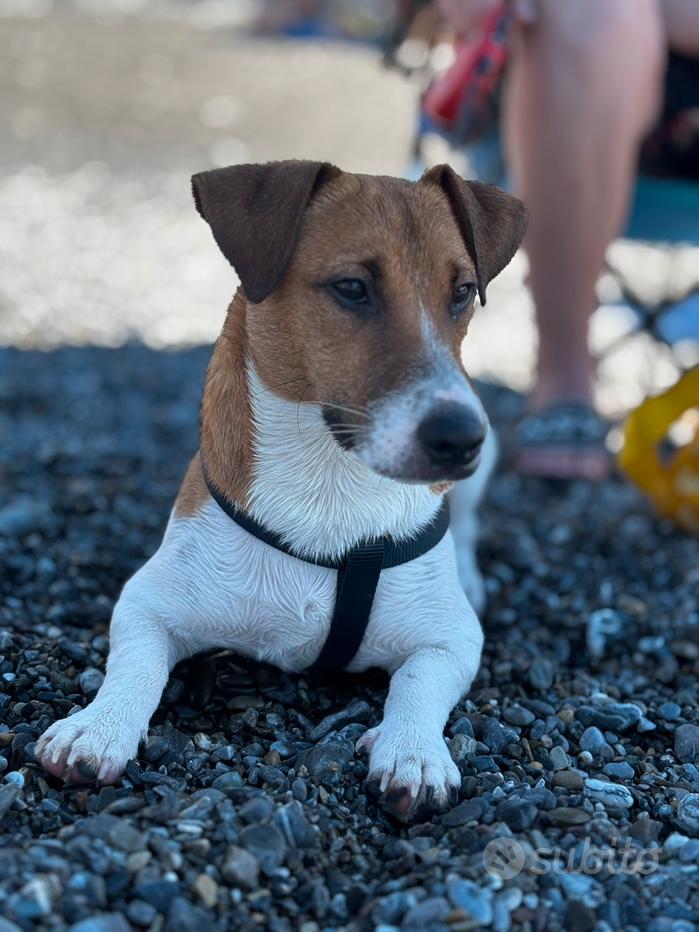 Sottobicchiere Con Cucciolo Di Jack Russell Terrier | Sughero Sul Retro, 9,5x9,5 Cm | Regalo Per Amanti Dei Cani