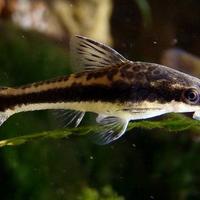 OTOCINCLUS affinis - PANGIO kuhlii