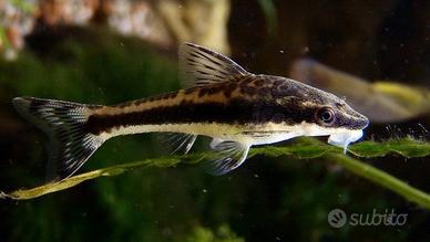 OTOCINCLUS affinis - PANGIO kuhlii