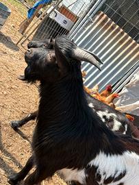 Tre capre,una femmina e due maschi