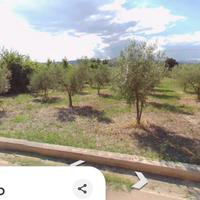 Terreno agricolo con oliveto su strada principale