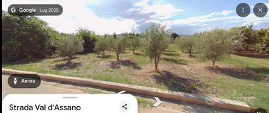 Terreno agricolo con oliveto su strada principale