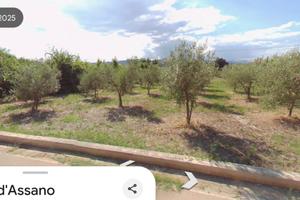 Terreno agricolo con oliveto su strada principale