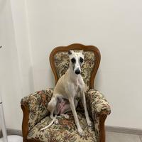 Cucciolata whippet