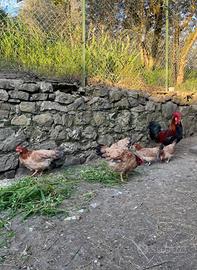 Galline