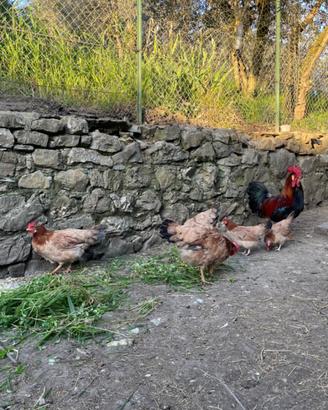 Galline