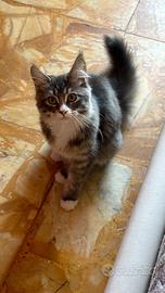 Maine Coon maschio