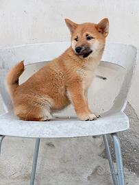 Shiba inu