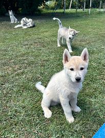 Cuccioli di Husky