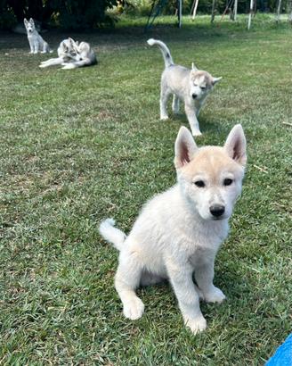 Cuccioli di Husky