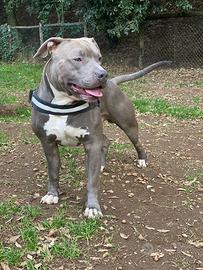 Pitbull