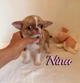 Chihuahua femmina con pedigree enci