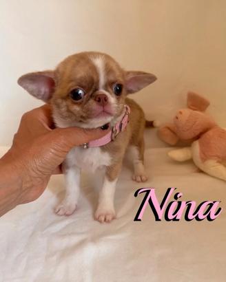 Chihuahua femmina con pedigree enci