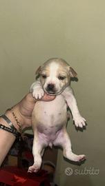 Cuccioli taglia piccola