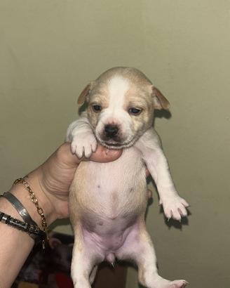 Cuccioli taglia piccola