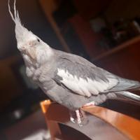 Gabbia per pappagallo calopsita