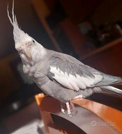 Gabbia per pappagallo calopsita