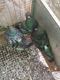 Colombi texani da carne