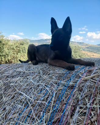 Pastore belga malinois