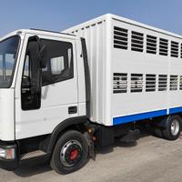 IVECO 75E15 Trasporto Animali Vivi e Bestiame