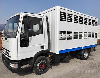 IVECO 75E15 Trasporto Animali Vivi e Bestiame