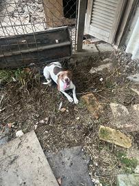 Cane di piccola taglia